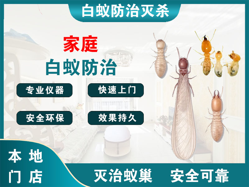 湖州家庭白蚁防治
